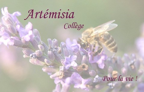 Artémisia Collège Floraison